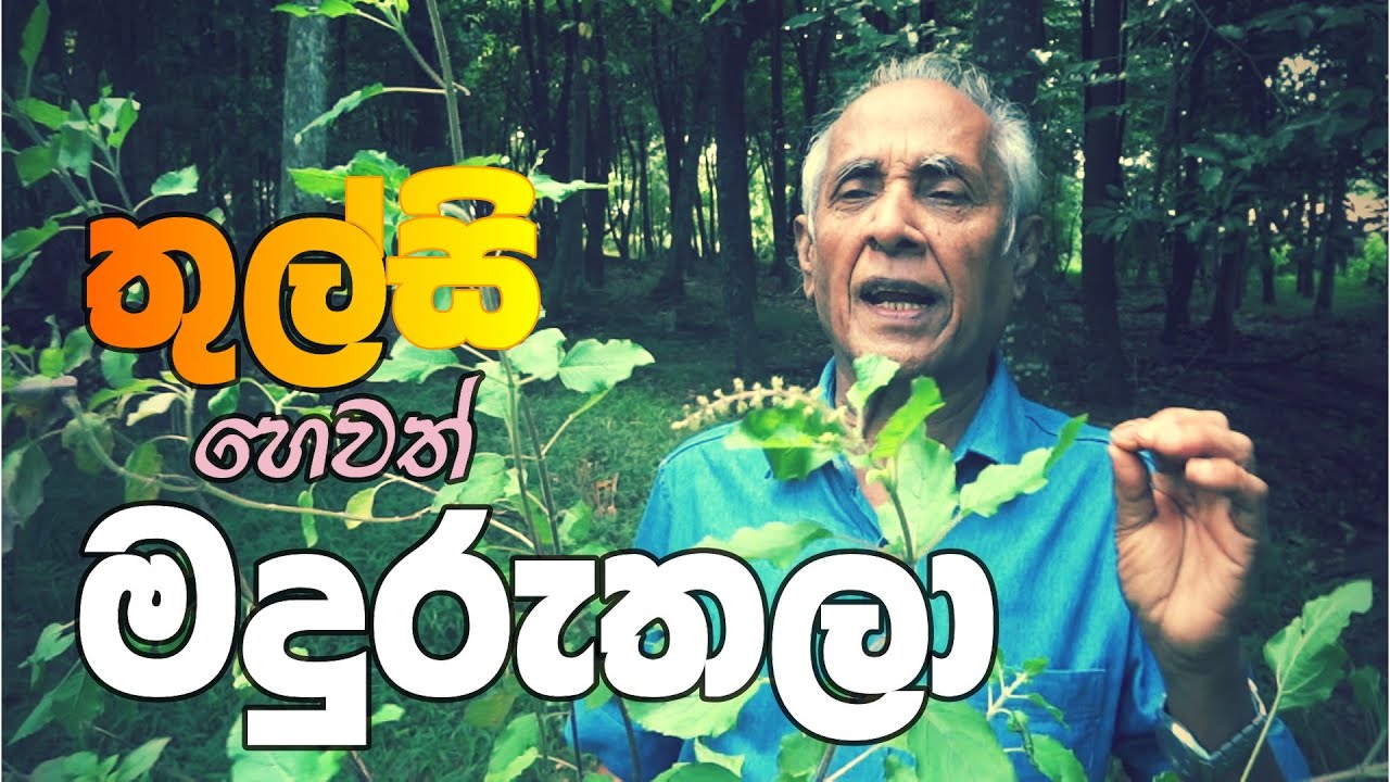 තුල්සි හෙවත් මදුරුතලා වල විශේෂිත ගුණ.  Health benefits of Thulasi.