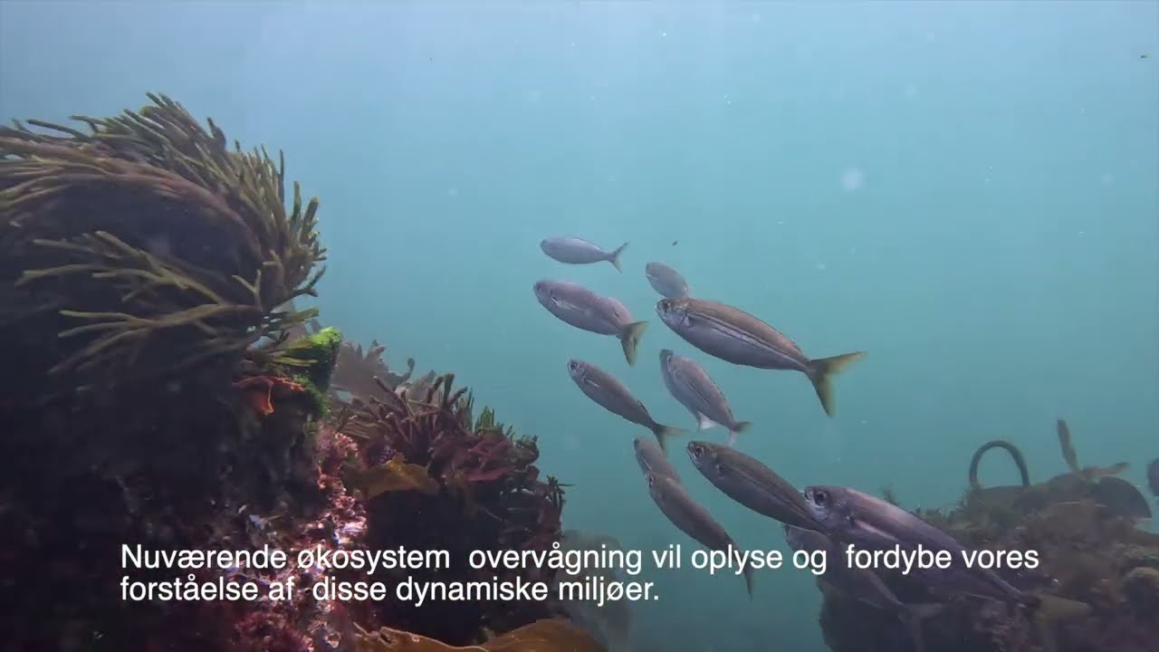 Eco-engineering blue-urban environments