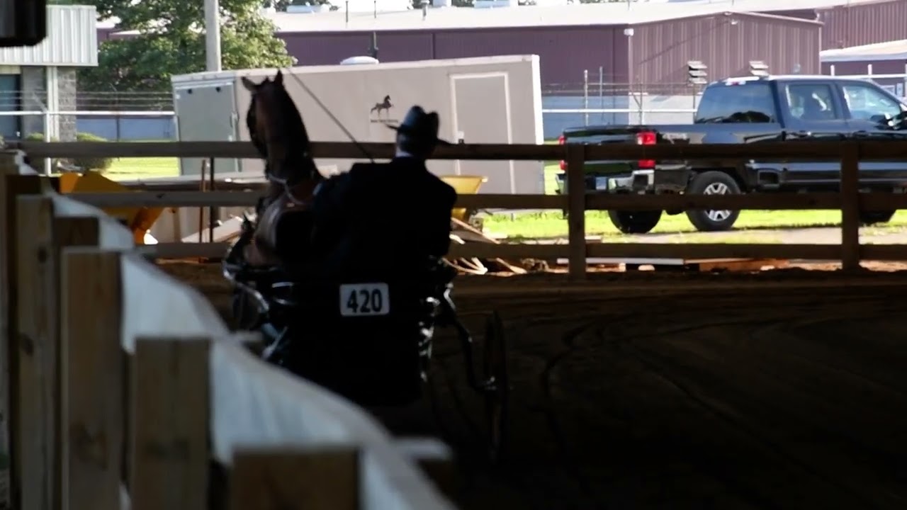 Steve in Class 136 - Hackney Park Pleasure Driving Championship at Dayton Horse Show on Aug 2, 2025