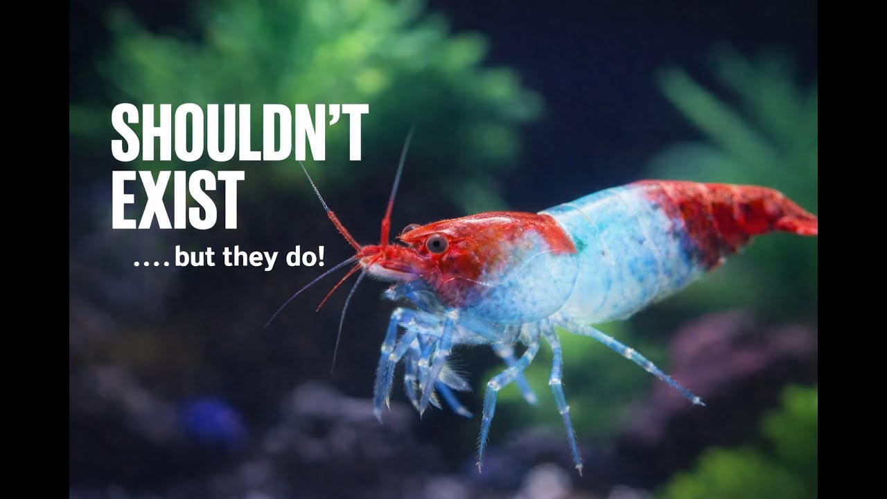 I'm Crazy About This Shrimp That Shouldn't Even Exist!