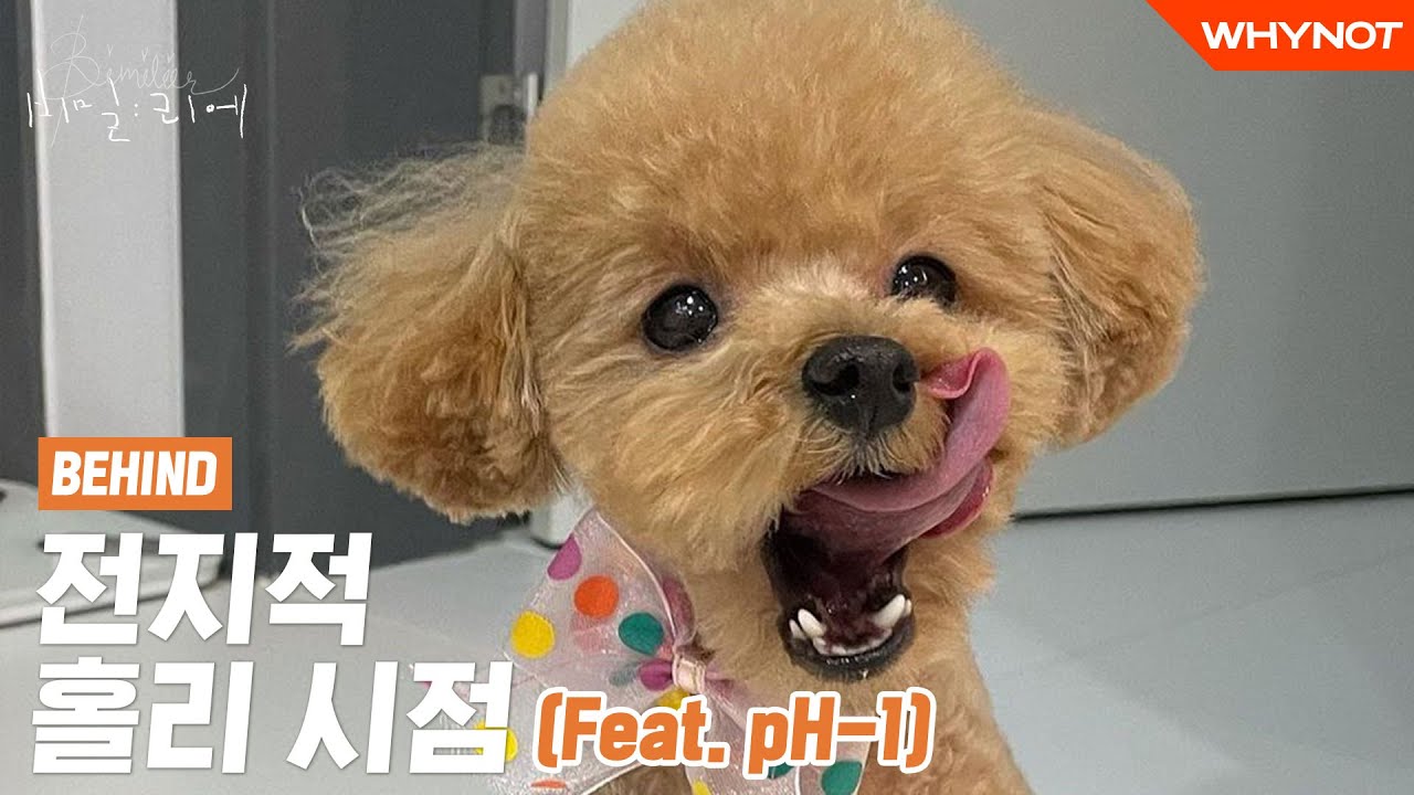 미워할 수 없는 답정너 반려견 홀리와 pH-1이 친구로 지내는 법  ㅣpH-1 [비밀리에] 비하인드