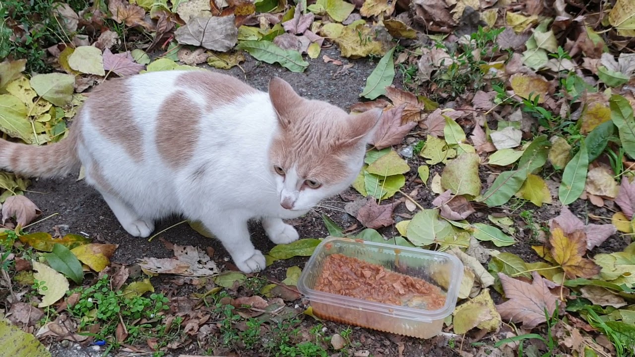 Duchess always careful outdoors