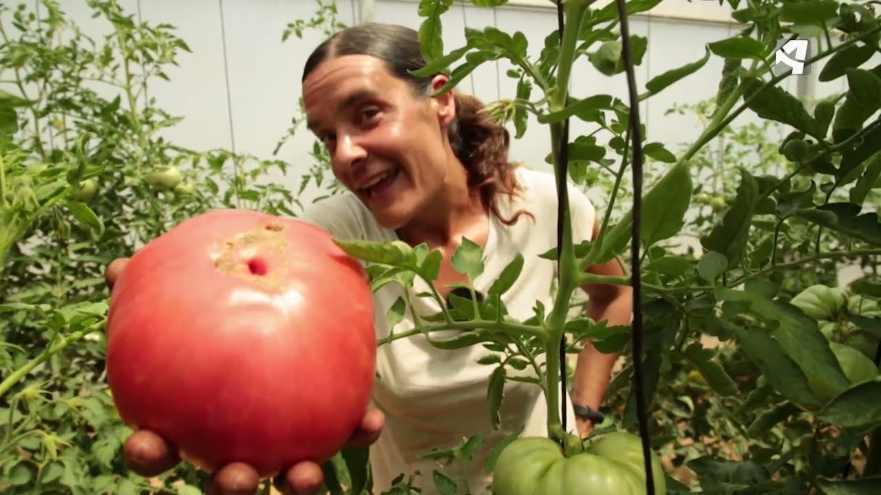Tomates de Barbastro al mundo