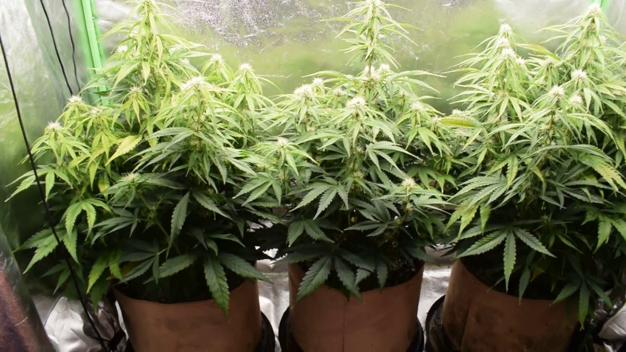 db003 VIVIDGRO GrowMax 240w 4k led super soil (second grow) video grow update #3