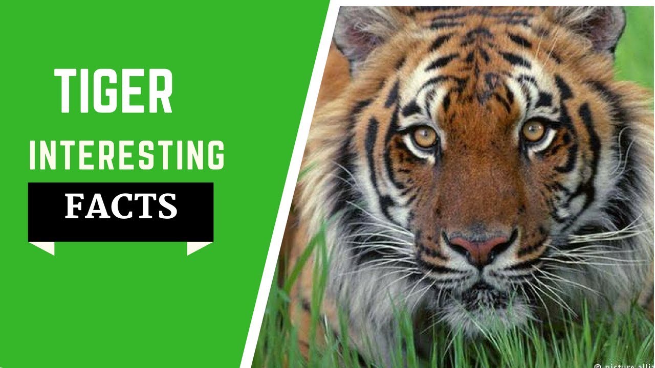 Tiger Facts For Kids -  All Info species, Habitat, diet And Much More!