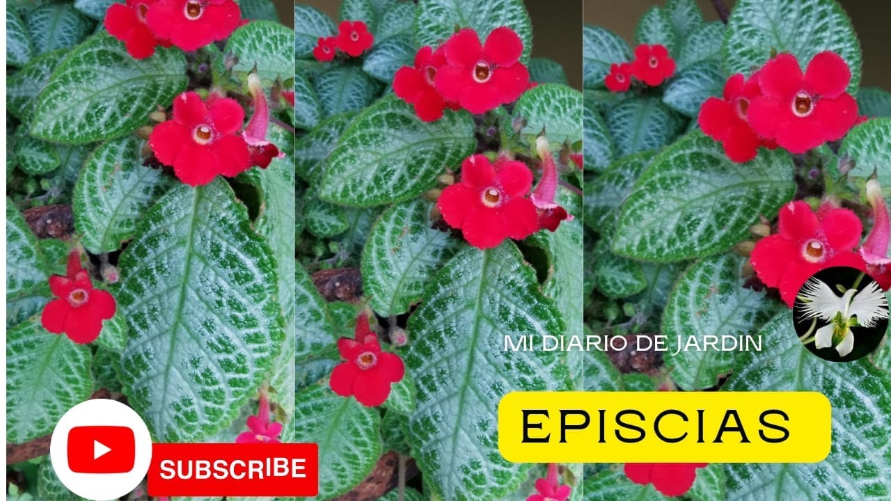 Planta Tortuguita o episcias, mi diario de jardin