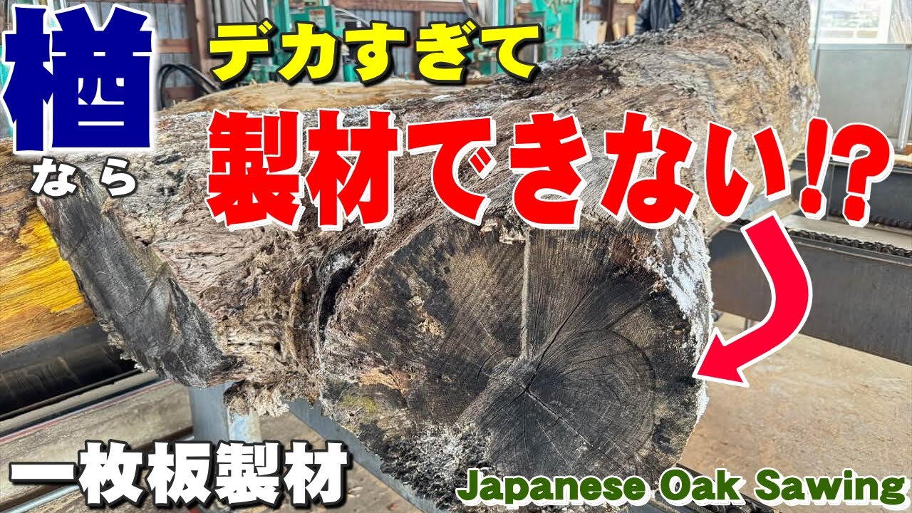 【二股がでかすぎて】岩手のナラ原木から一枚板を製材しました。【木の店さんもく】Japanese Oak Sawing