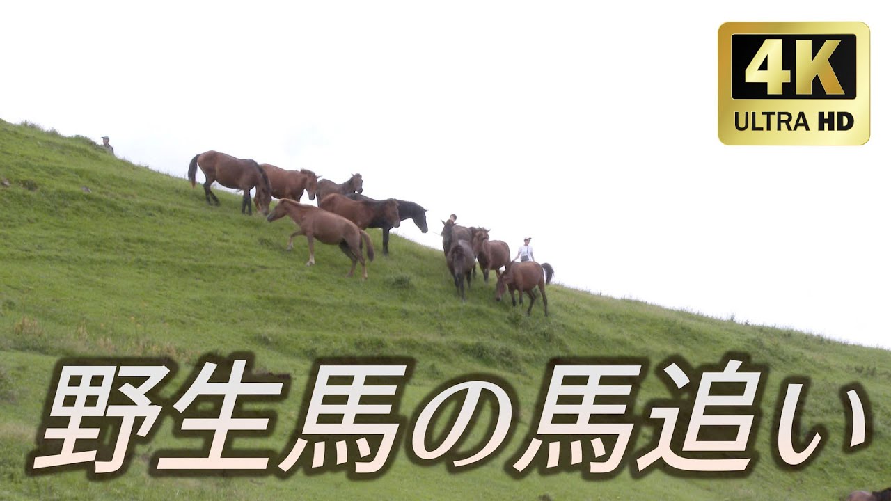 日南海岸 都井岬に生息する野生馬の馬追い（4K 宮崎県串間市）