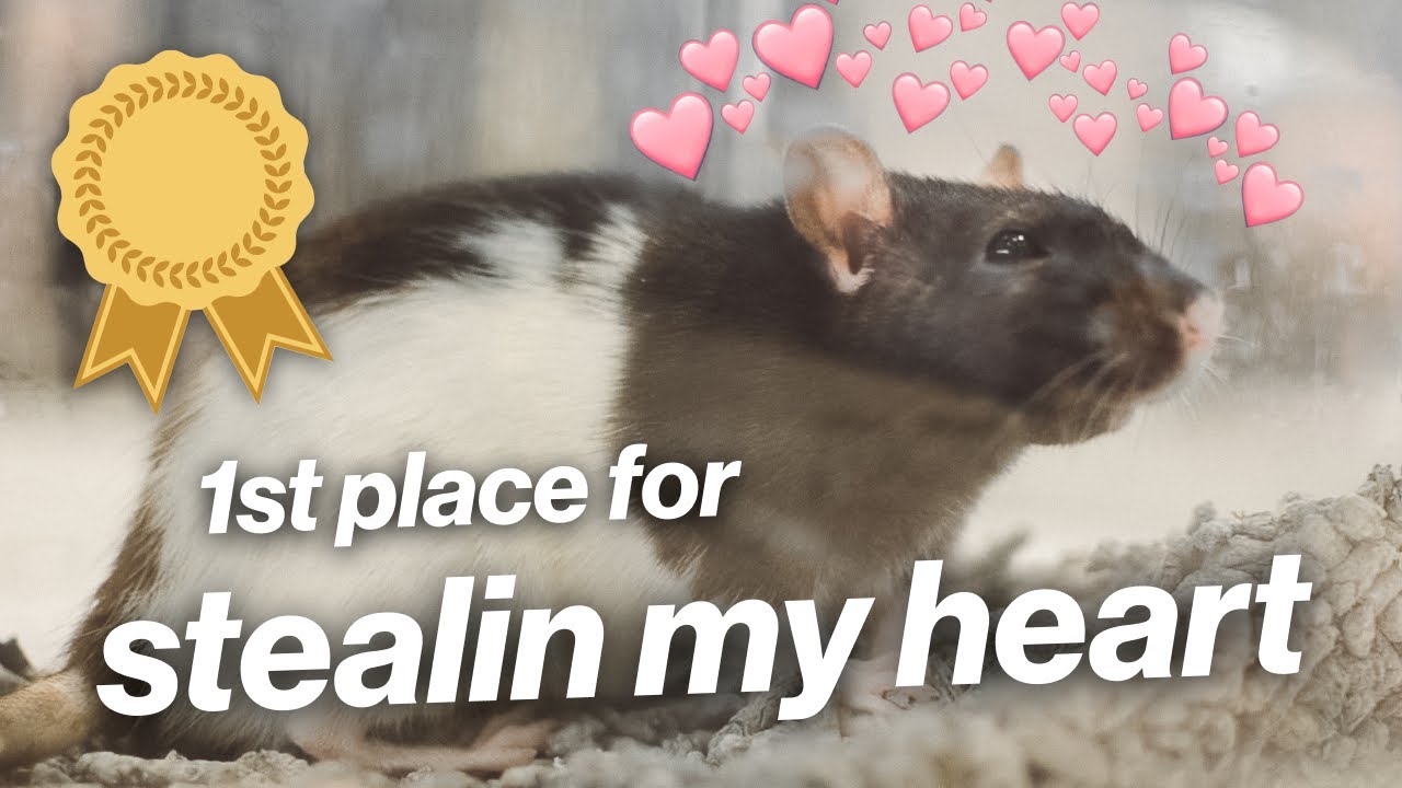 WHAT HAPPENS AT A RAT SHOW? | Sydney Royal Rat & Mouse Show, 2021