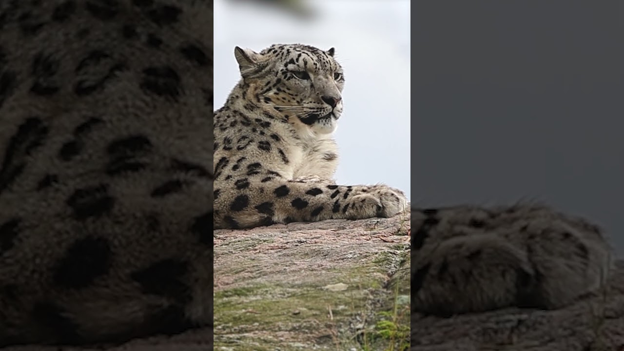The Most Beautiful Big Cat | Snow Leopard Close-Up