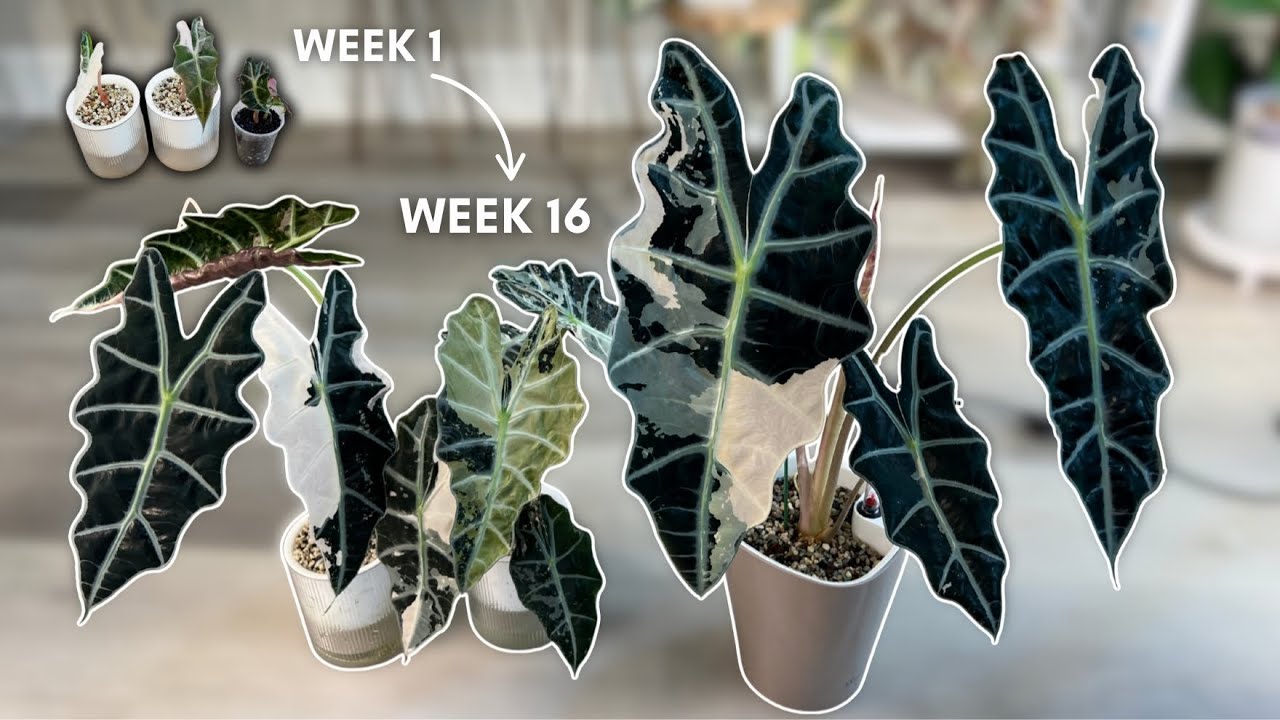 Watch 3 Alocasias Grow Over 4 Months | Full Progress Update 🌱