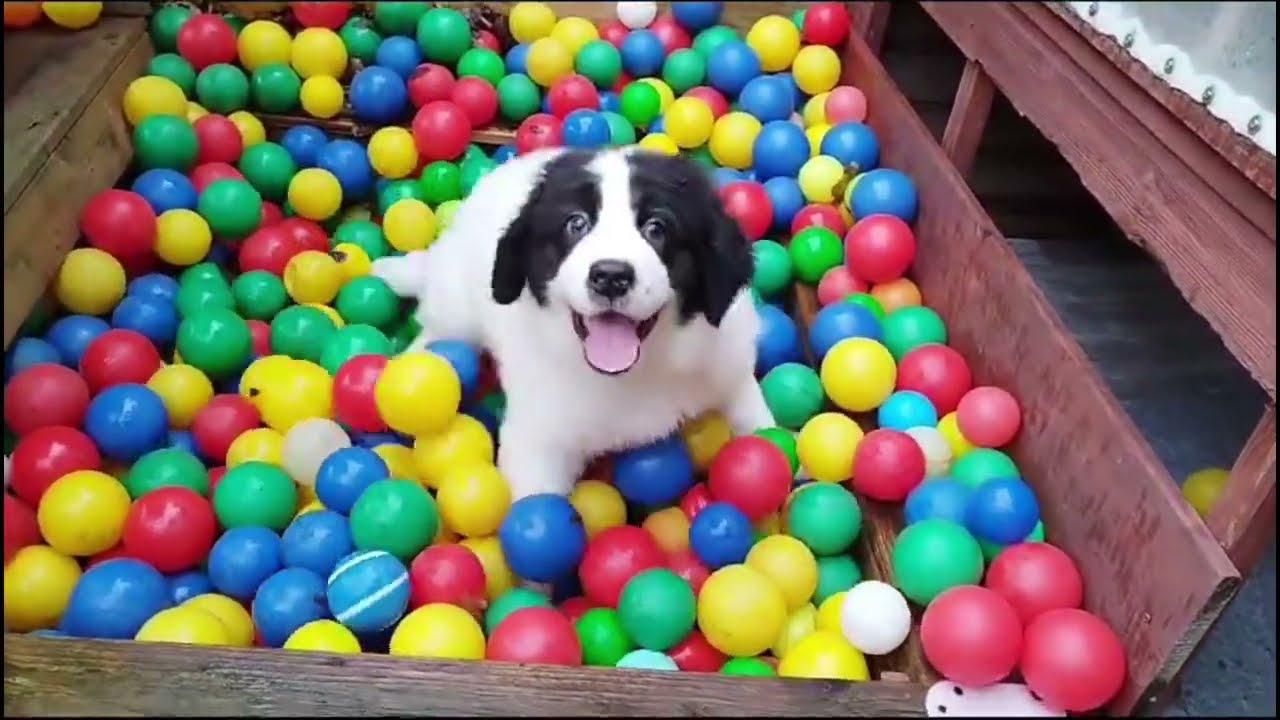 Landseer vom Palmenstein. Die aufregende 9te Lebenswoche der Landseerwelpen vom I-Wurf.