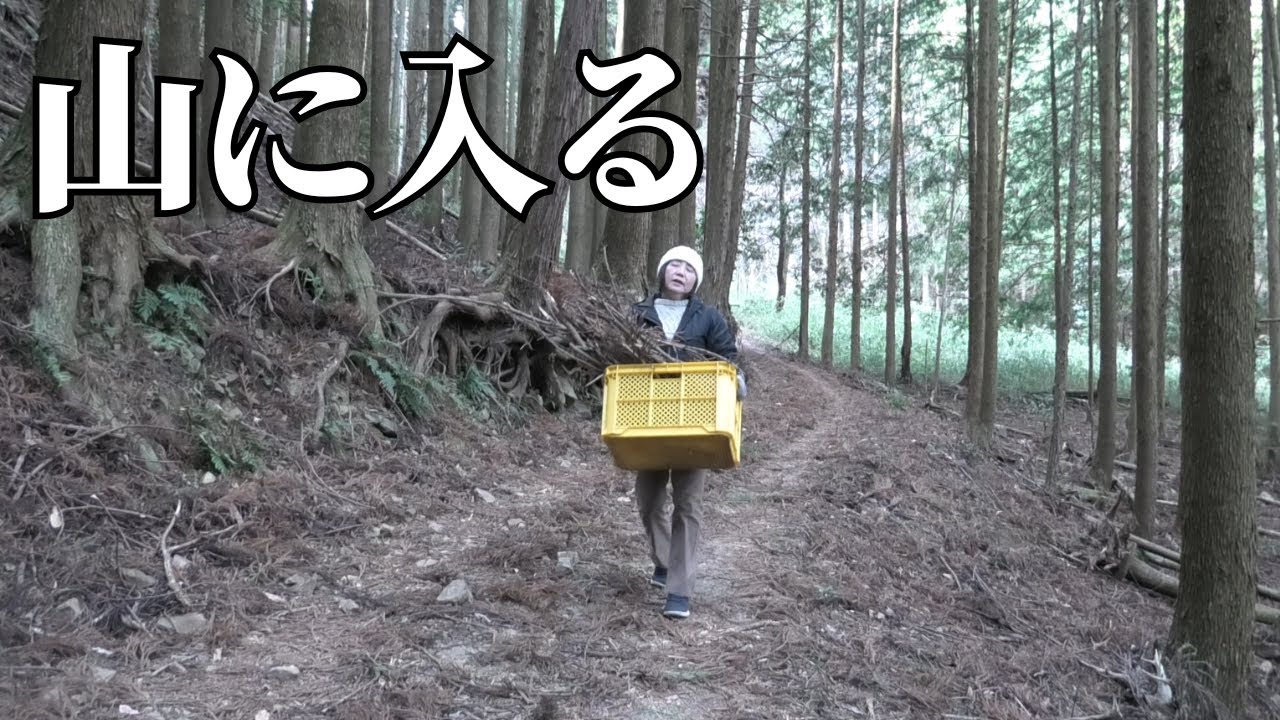 山へ入り焚き物用の小枝と杉の葉を拾いました