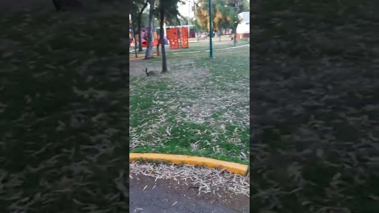 mi amigo me invit&oacute; a volar su gavil&aacute;n.#youtubeshorts #cetreria #aves #pepirrice