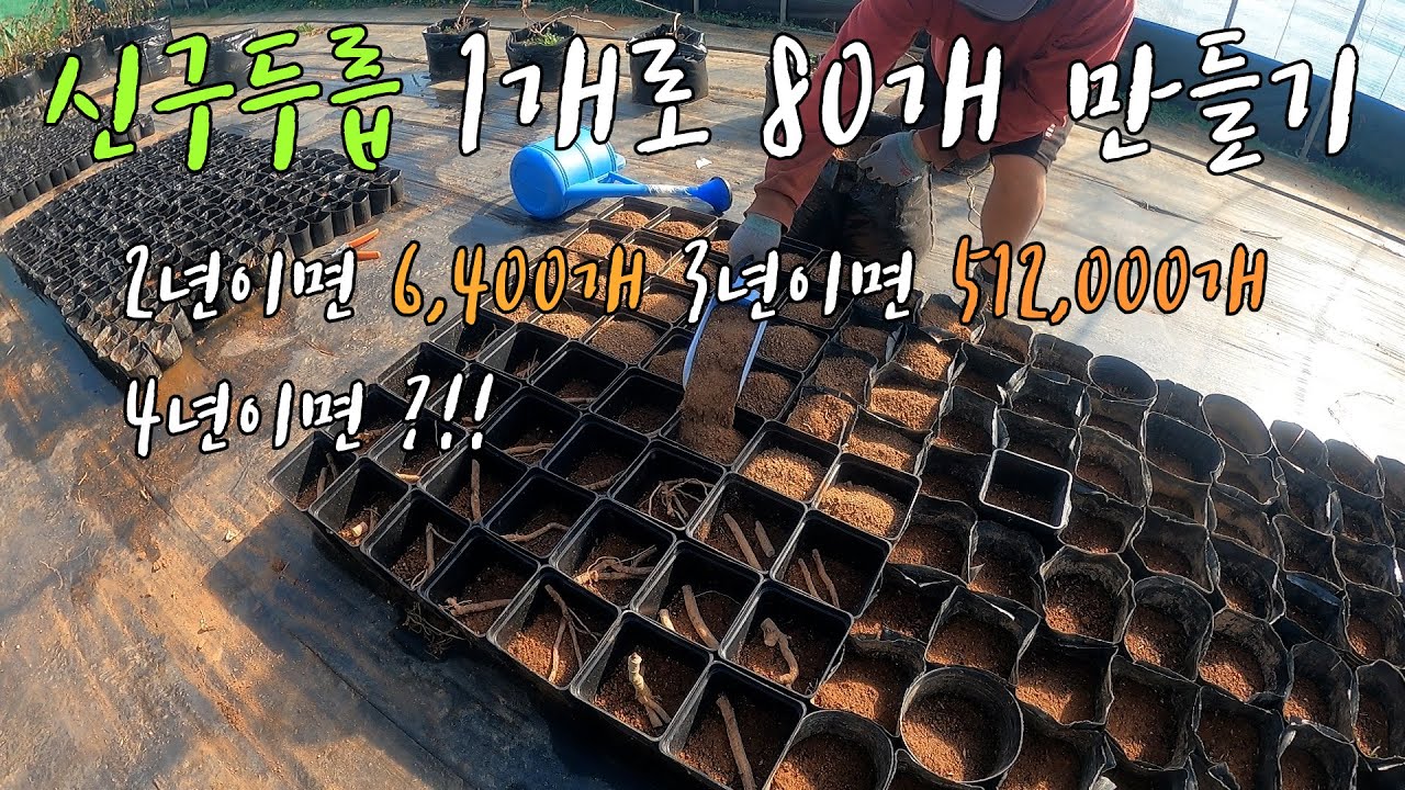 신구두릅 1개로 80개 만들기 2년이면 6,400 3년이면 512,000개 4년이면?!!