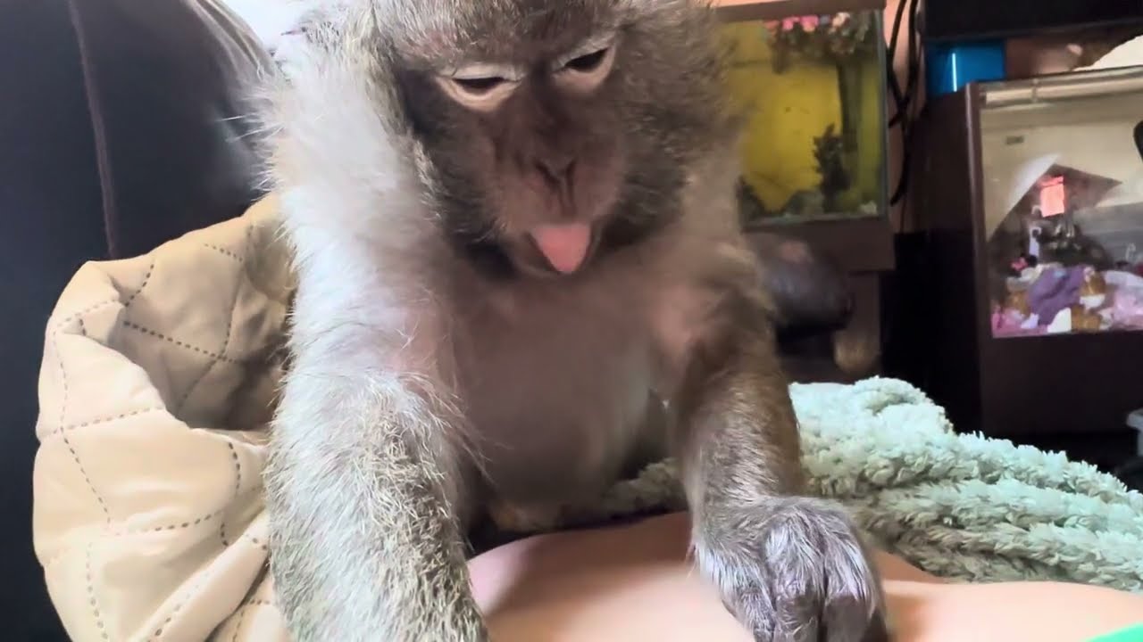 Don’t judge me ASMR monkey