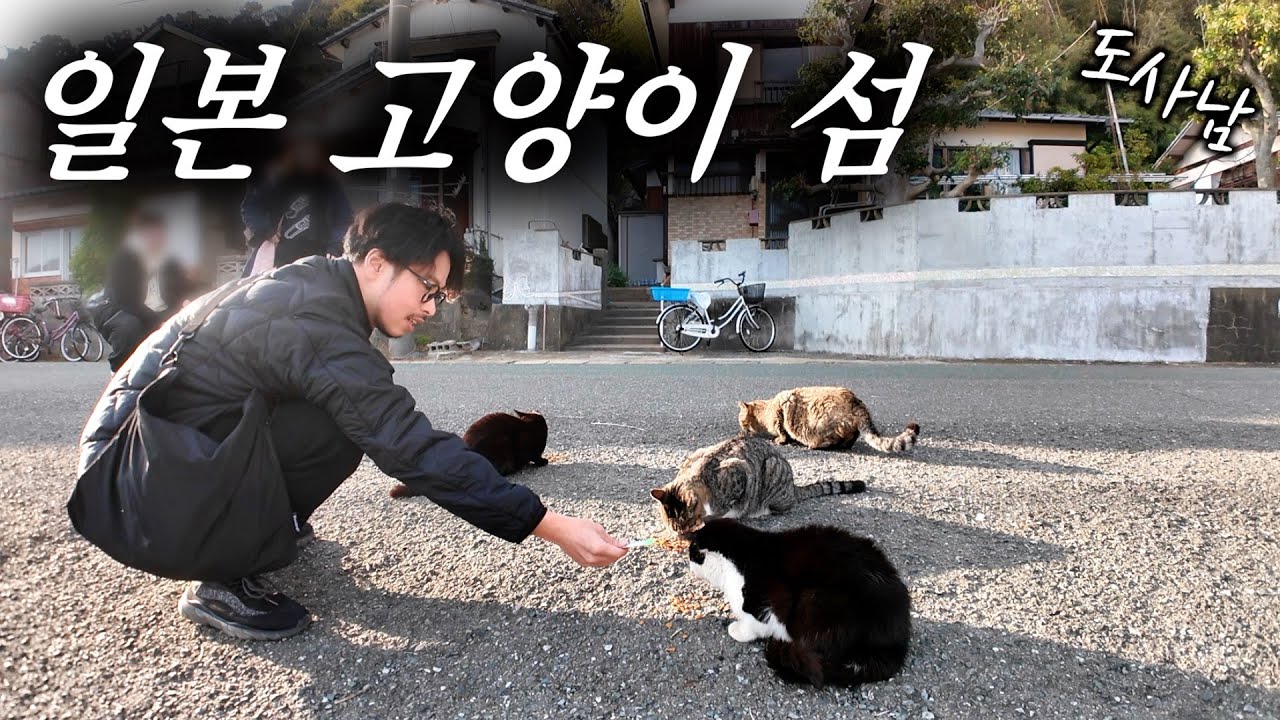 고양이가 점령한 일본 고양이🐈 섬 