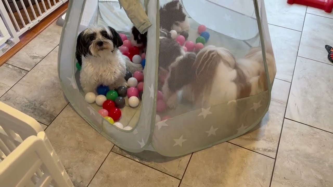 Fun in the Ball Pit