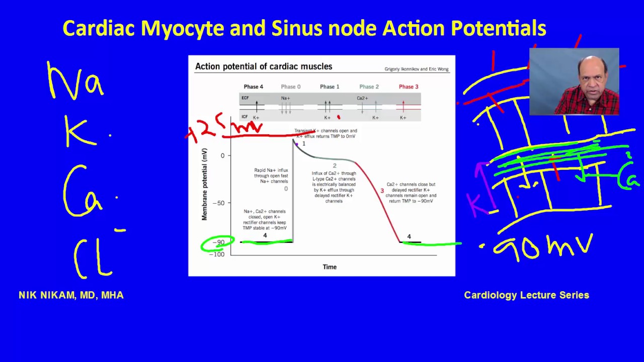 Cardiac Myocyte and SA node Action potentials for ABIM USMLE by NIK NIKAM MD