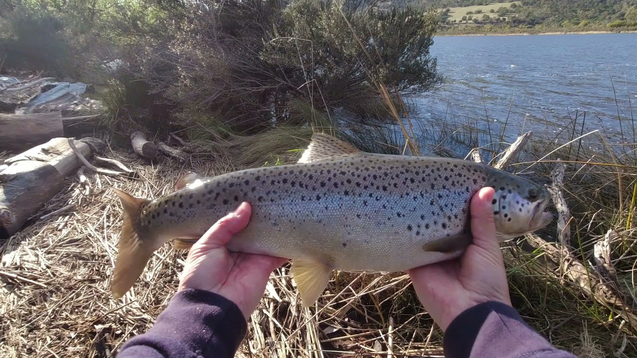 Sea run trout fishing at the Derwent River Tasmania