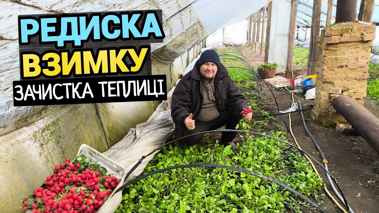 Наша редиска після -20° морозів. Вирощування редиски зимою. Готуємо теплицю під РОЗСАДУ 