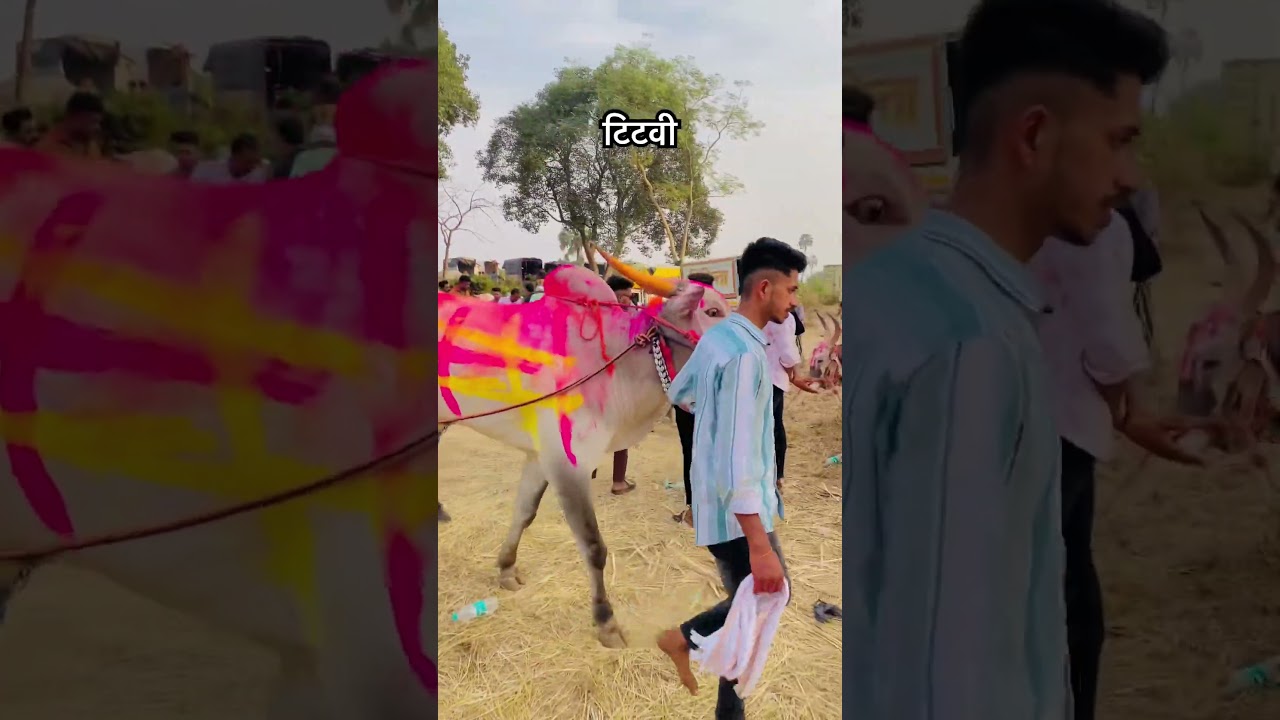 टिटवी 🫶❤️🔝// bailgada sharyat #sharyatshaukeen
