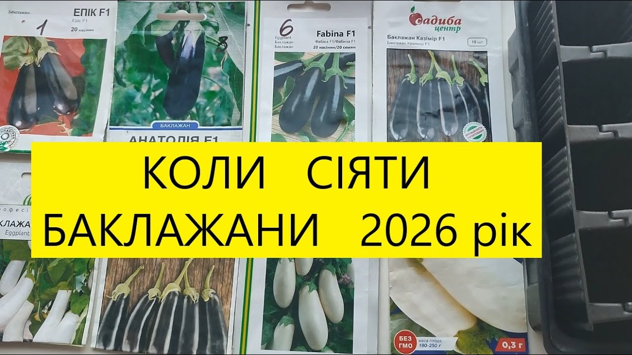 КОЛИ  СІЯТИ  БАКЛАЖАНИ  НА  РОЗСАДУ 2026 рік