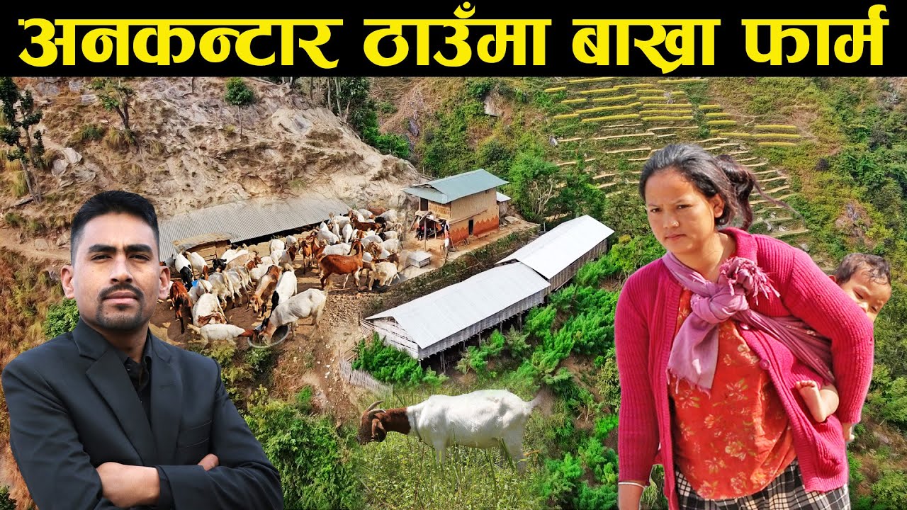 अनकन्टार ठाउँमा बाख्रा पालन गरिरहेकी सुनिता - Goat husbandry