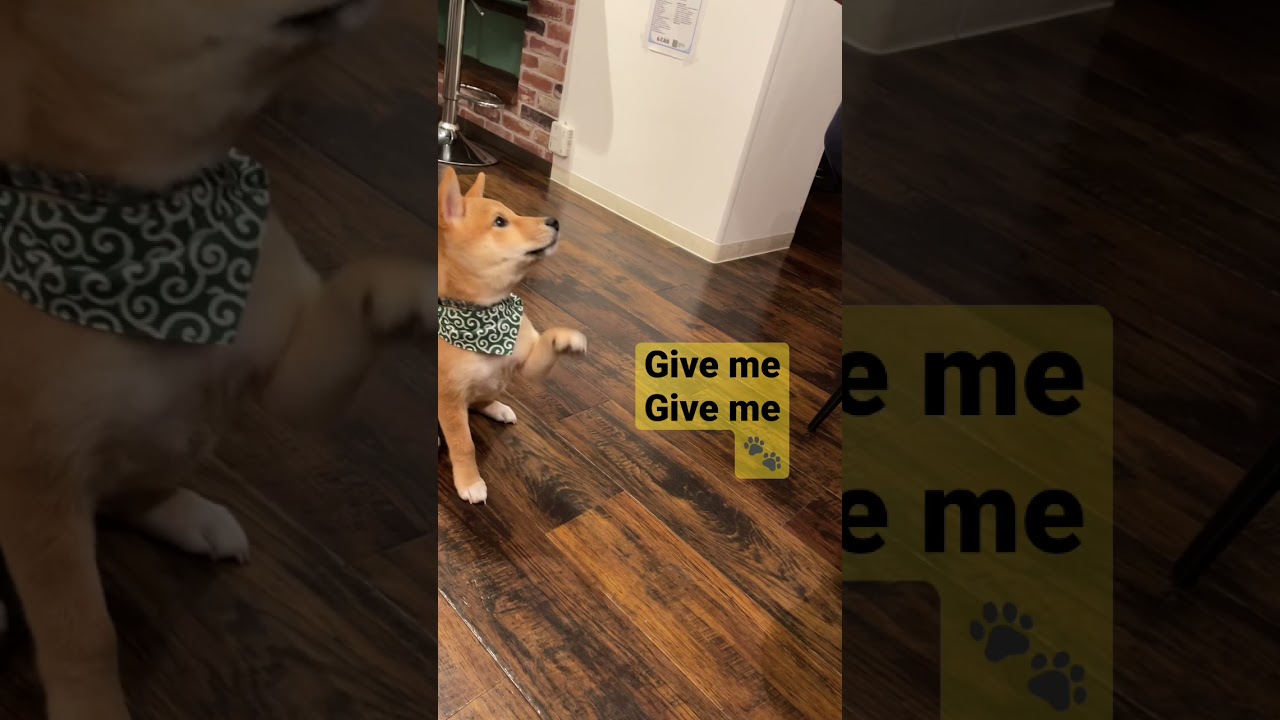 【mame shiba】Smart 3 month baby