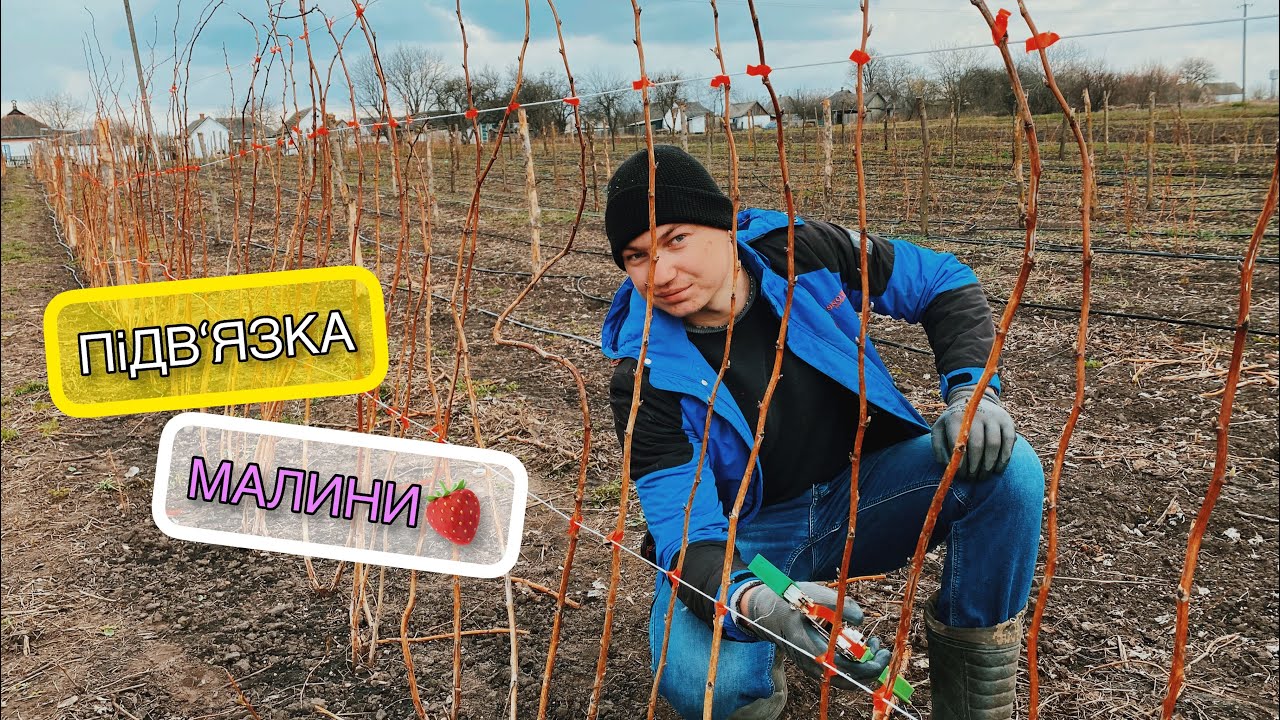 ПіДВ’ЯЗКА  малини тапенером//Як підв‘язати літню малину?//Частина 2