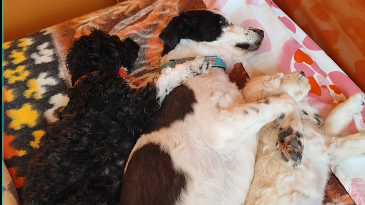 Relajación de 4 patitas  con Mila-Blanca y Yuki 🐕❤️🐾