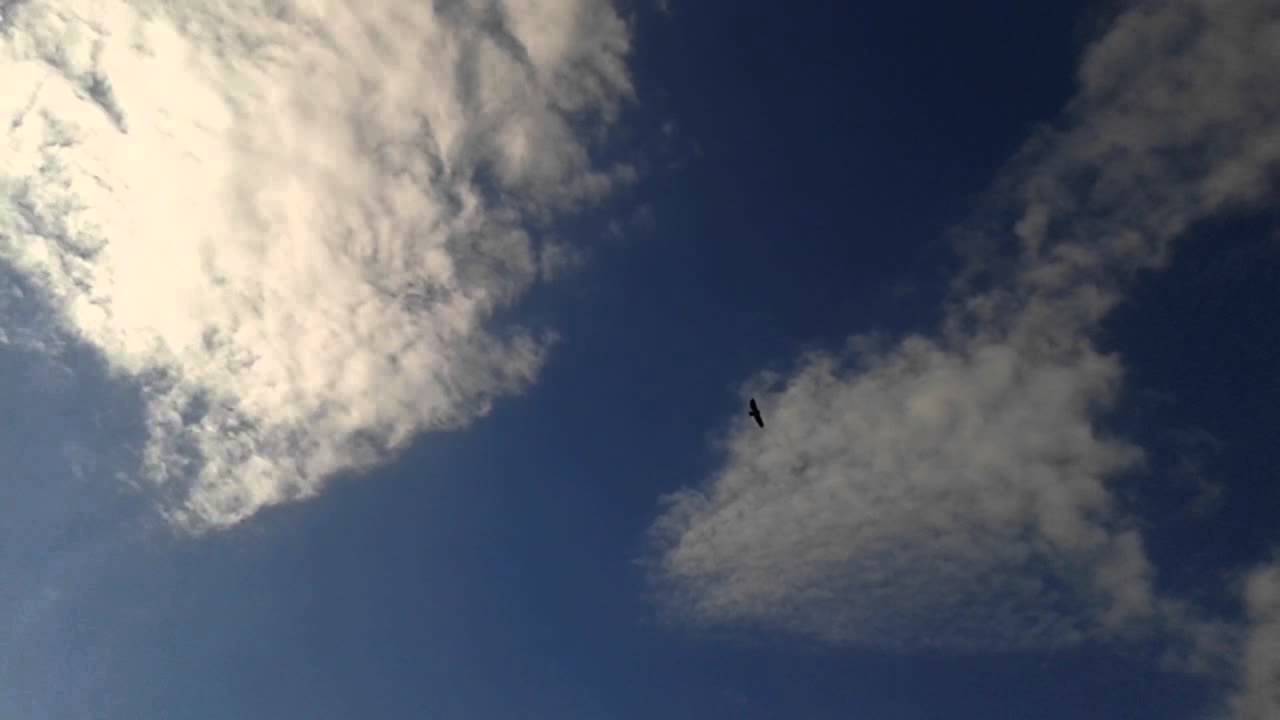 Aquila delle steppe in volo - Taranto - Falconeria
