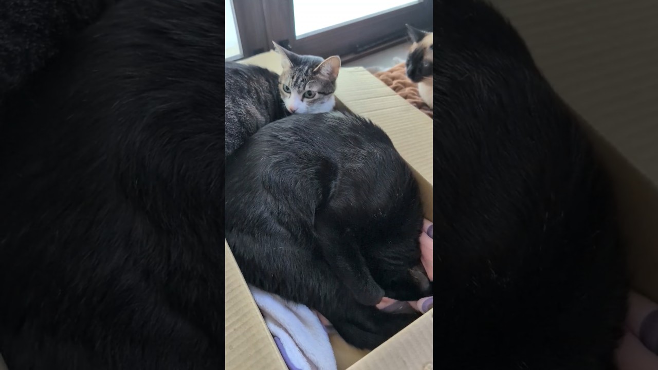 冬の猫団子2025年🐱 - Two cats cuddling - #shorts #cat