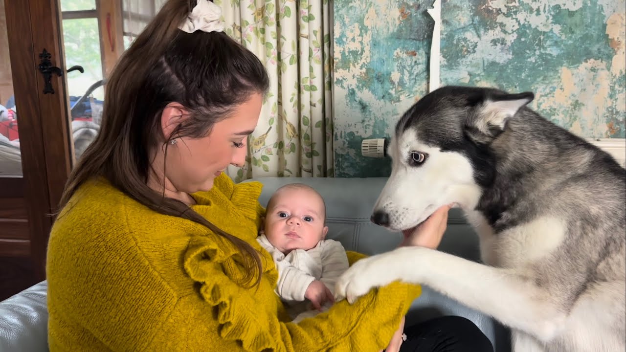 Emotional Husky Meets New Family Baby & Instantly Falls In Love!😭💖. [CUTEST REACTION!!]