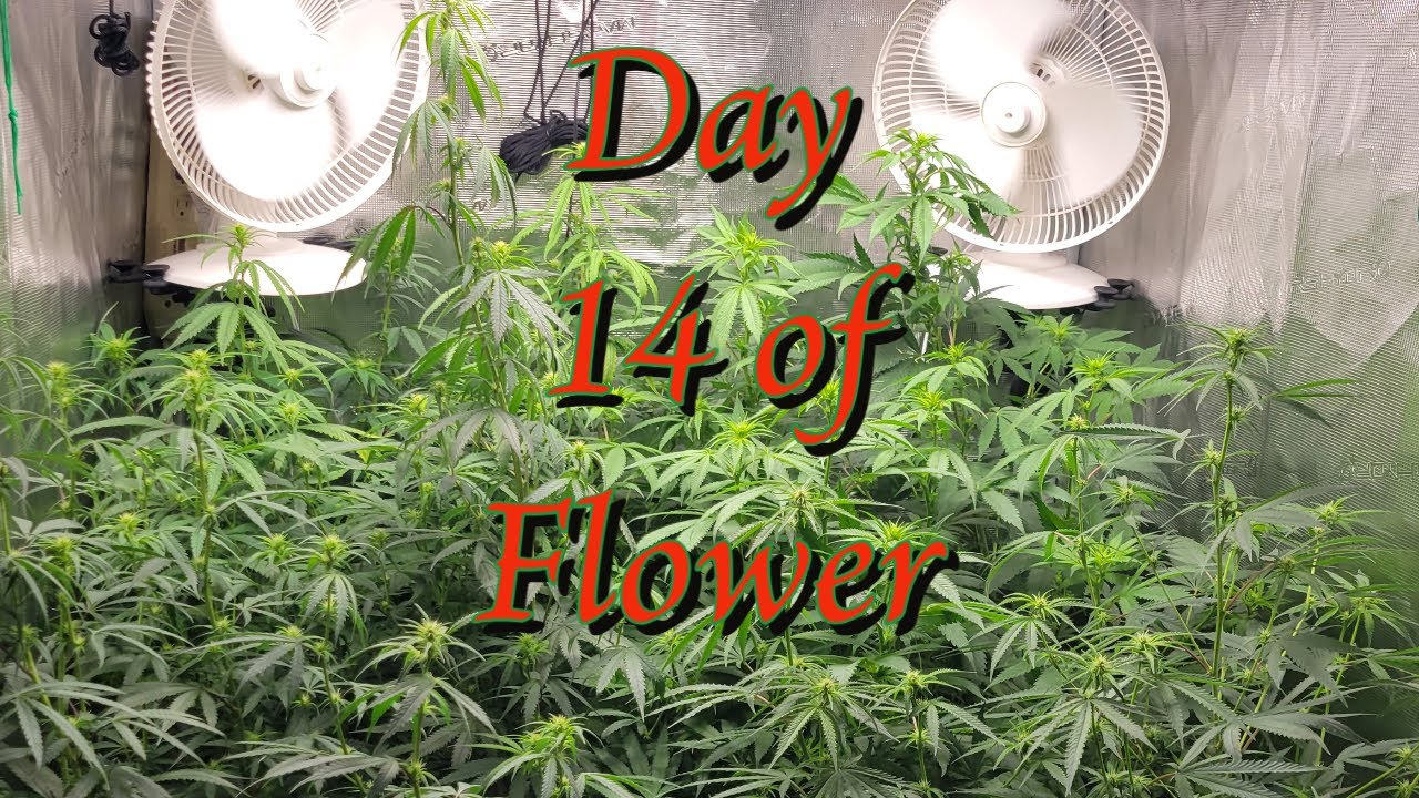 Flower Day 14 #MarsHydro #TSW2000 #RootedLeaf