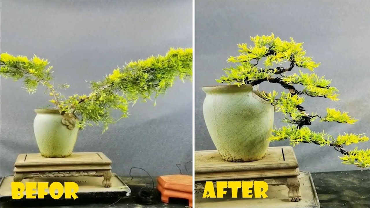 How to bend a bonsai - great bonsai bending skills #219