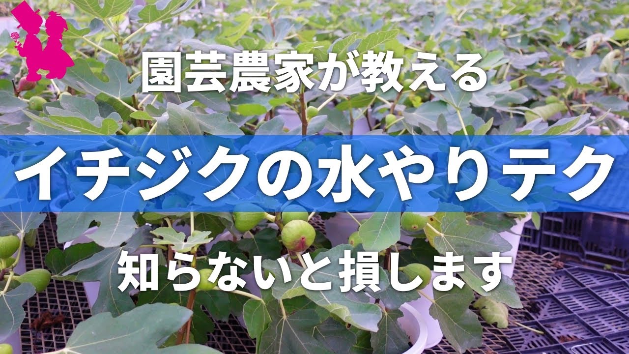 【イチジク】失敗しない水やりのコツ・ポイント園芸農家が教えます！