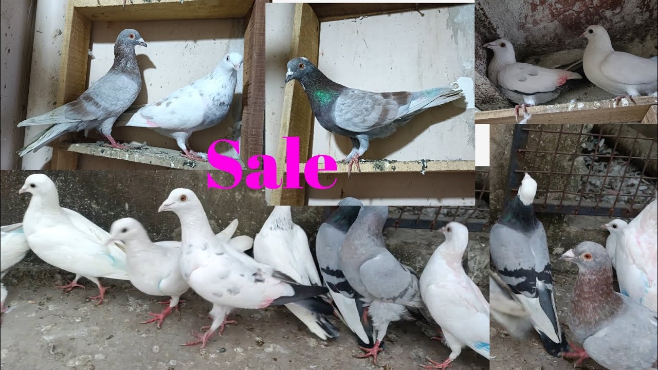Total 20 kabutar 70373 90390 madrasi Punjabi kabutar Sale 
