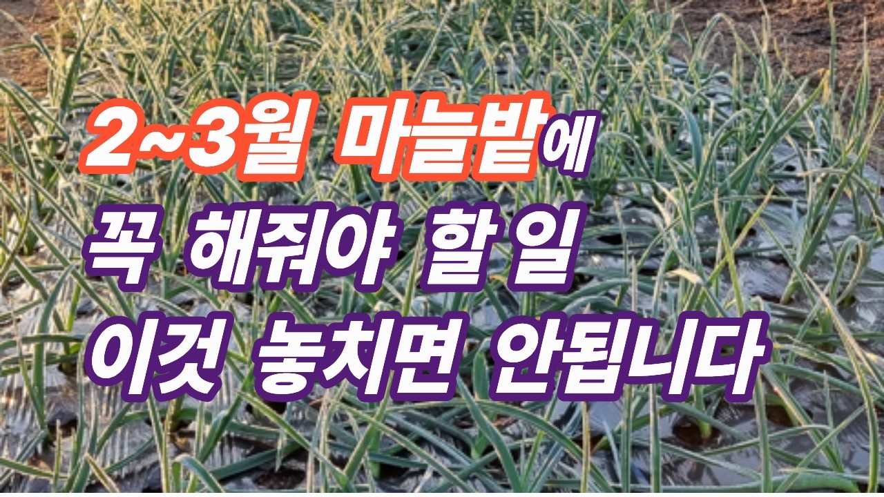 [텃밭] 2~3월 마늘 밭 관리가 마늘 농사 성패를 결정짓습니다