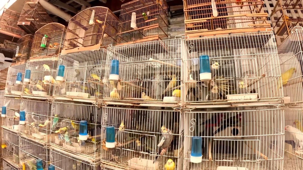 FEIRA DE GAIOLAS, PÁSSAROS EXÓTICOS, PEIXES ORNAMENTAIS E RAÇÕES, MERCADO DA MADALENA RECIFE - PE.