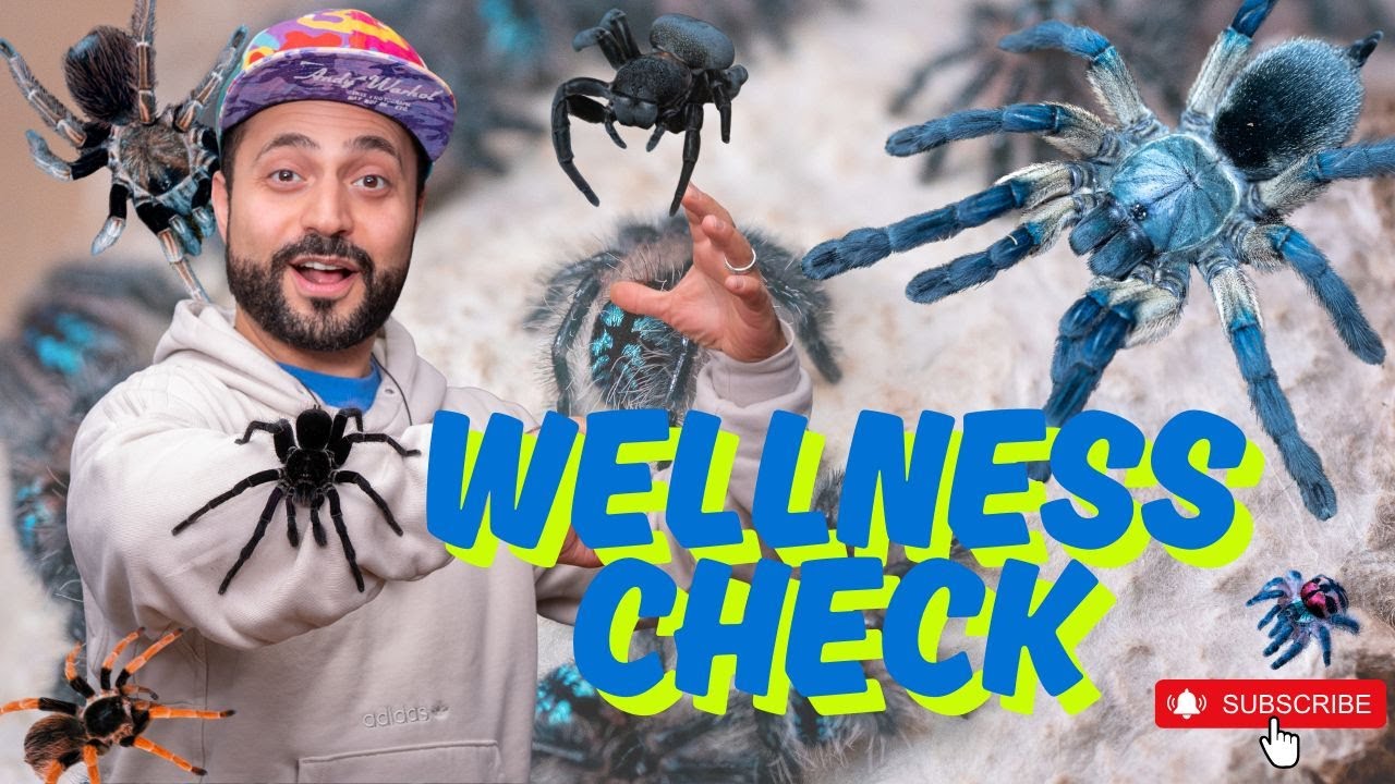 At the Urban Tarantulas Facility doing a wellness check