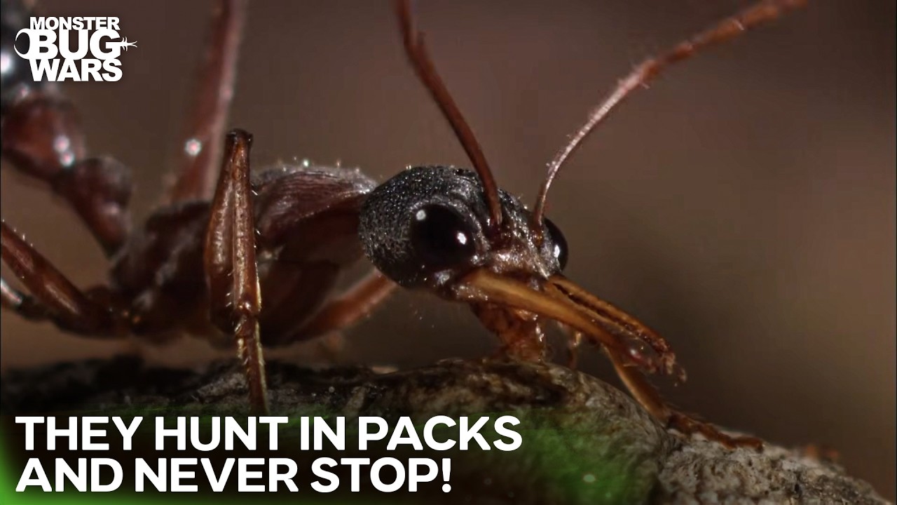 Miniature Pitbulls: When Ants Attack Everything! | Monster Bug Wars