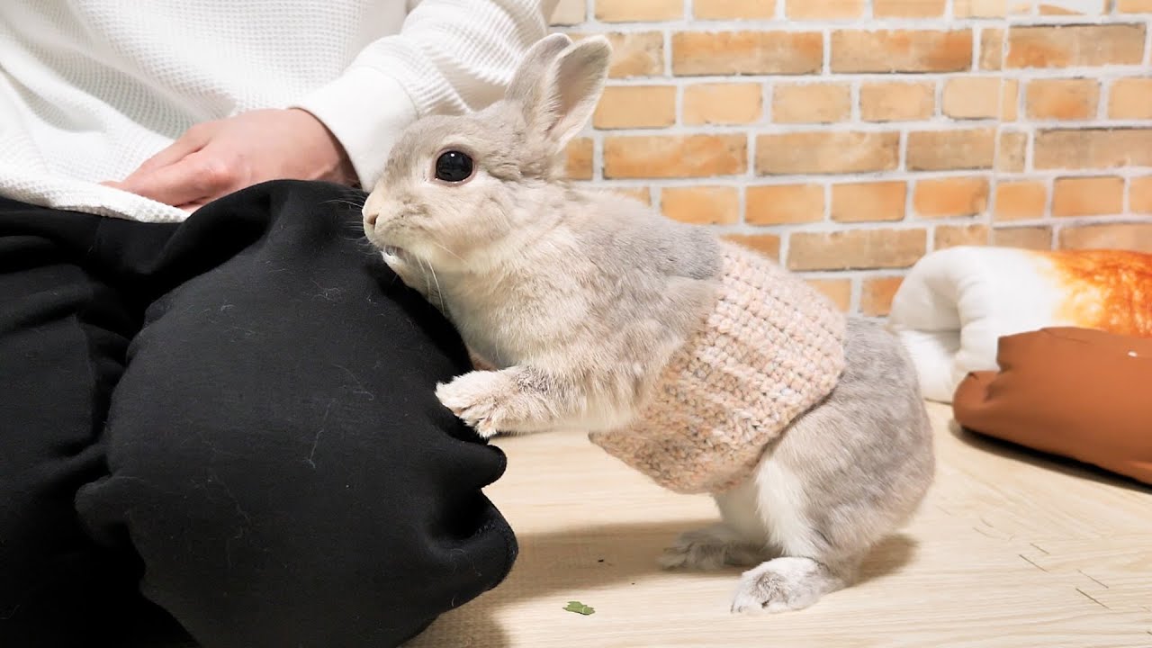 お腹の冷え対策で腹巻まいたら絶好調になったうさぎさん