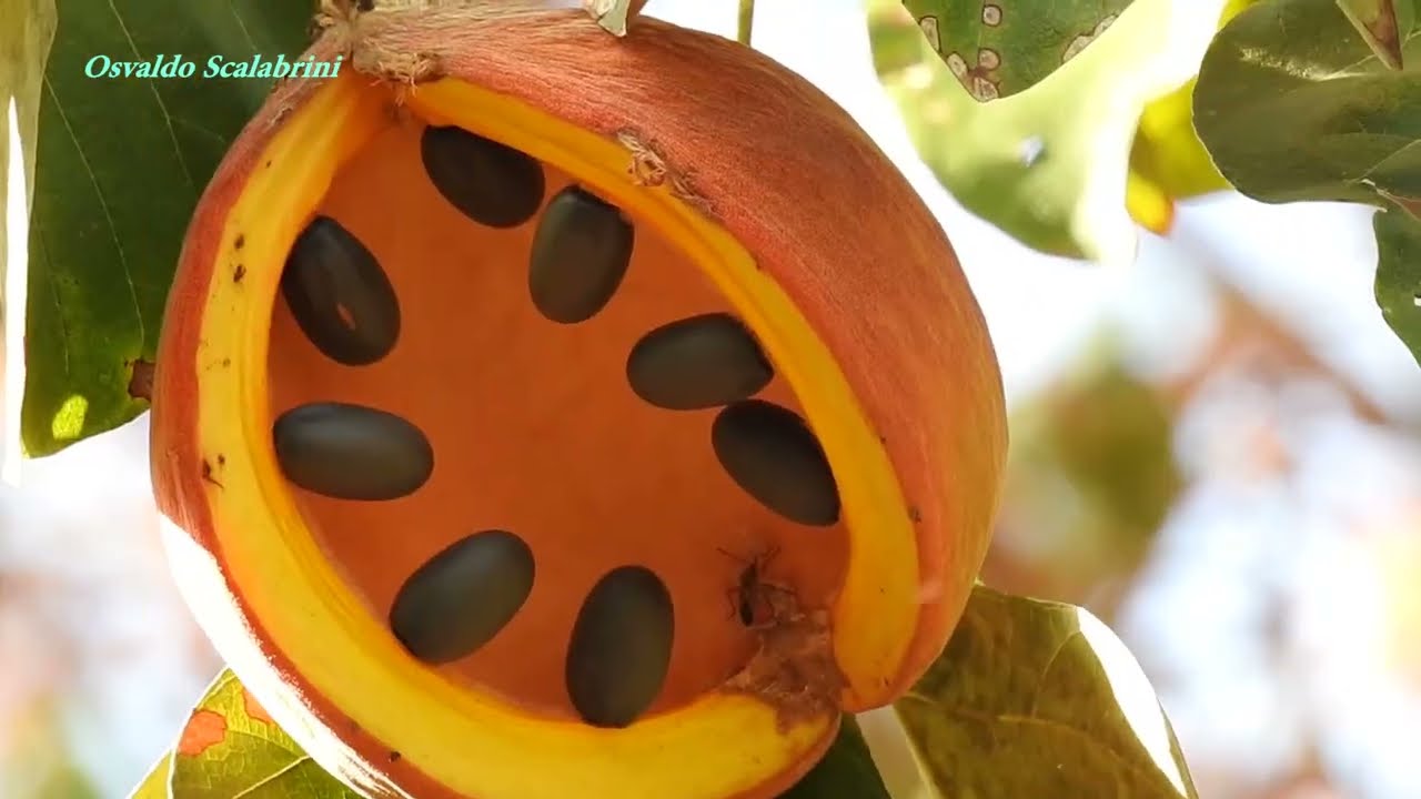 MANDUVI fruto (STERCULIA APETALA), AMENDOIM-DE-BUGRE,  