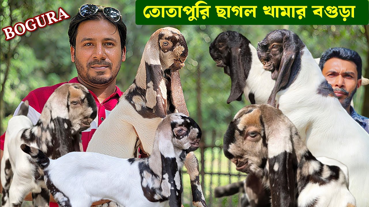 প্রান্তিক খামার থেকে তোতাপুরি ছাগলের বাচ্চা ও পাঠা কিনুন Bogura Goat Farm 