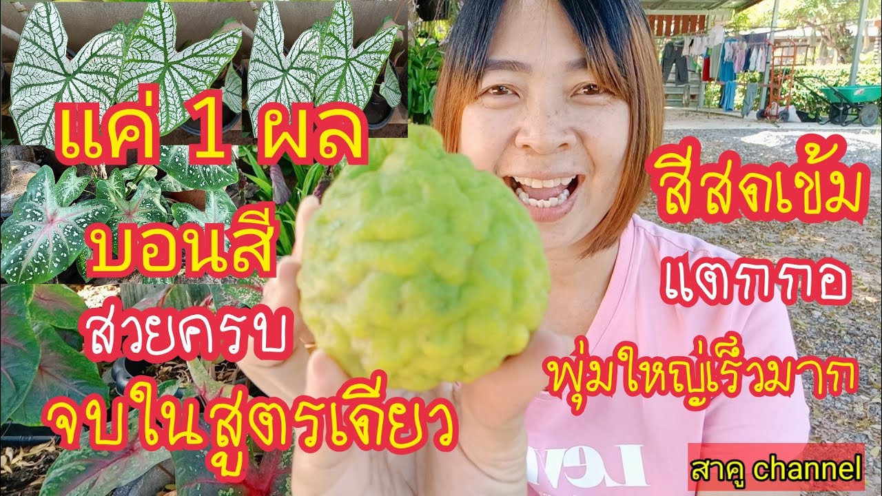 แชร์เลย!!แค่ 1 ผลบอนสีสีสดเข้มสวยครบจบในสูตรเดียว สวยตลอดทั้งปีทำเลยง่ายๆ สาคู channel byแม่จิ๋ม
