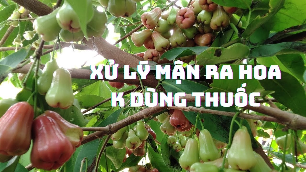 Xử lý mận ra hoa không dùng thuốc 