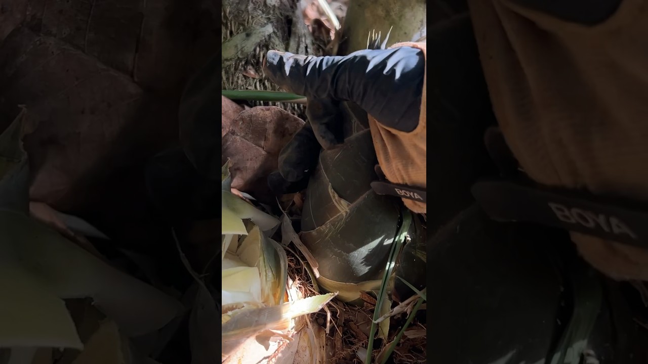 Satisfying Forest Bamboo Shoot Harvest Sounds | ASMR Nature Experience