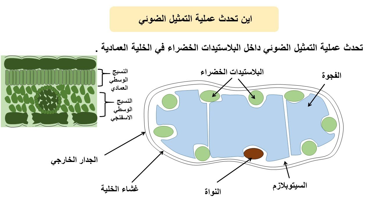 المزيد حول التمثيل الضوئي