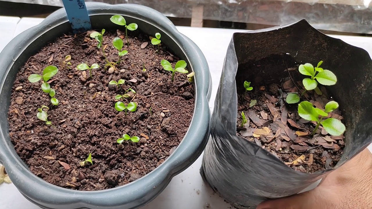 Simpleng Pag-papatubo ng Buto ng Kalamansi